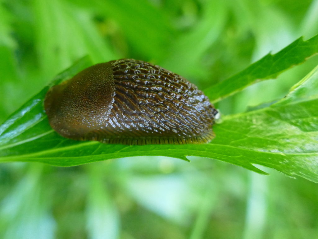 Neobiota Spanische Wegschnecke