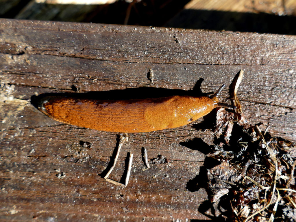 Neobiota Spanische Wegschnecke