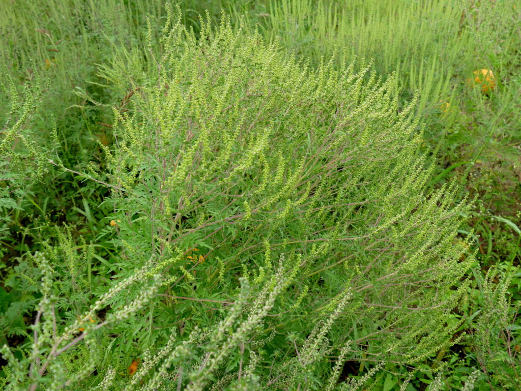 Ragweed Neobiota