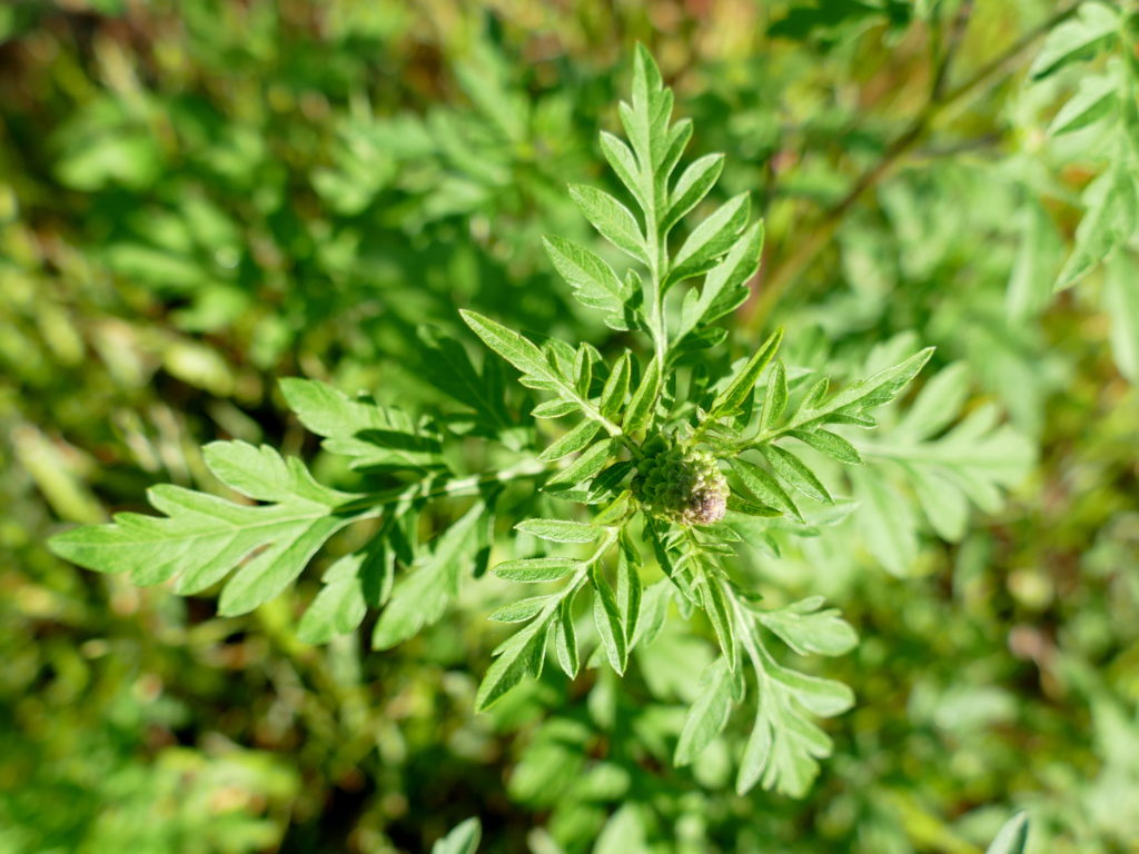 Ragweed Neobiota