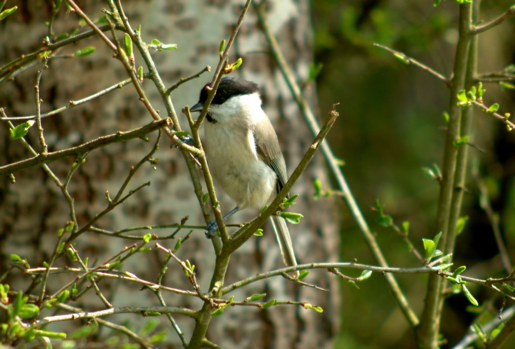 Vogelschutz Burgenland