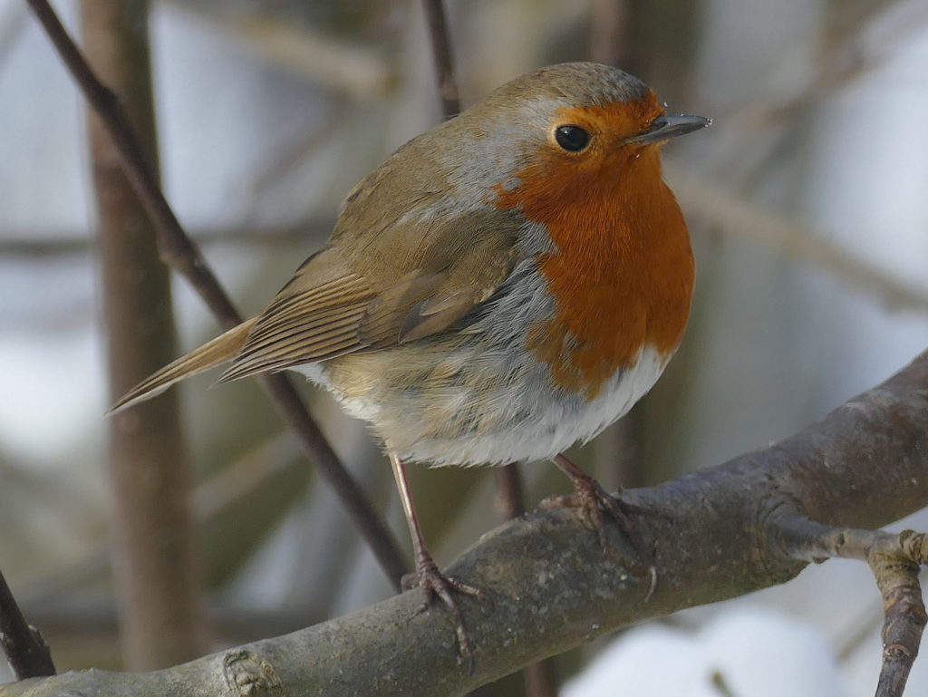 Vogelschutz Burgenland