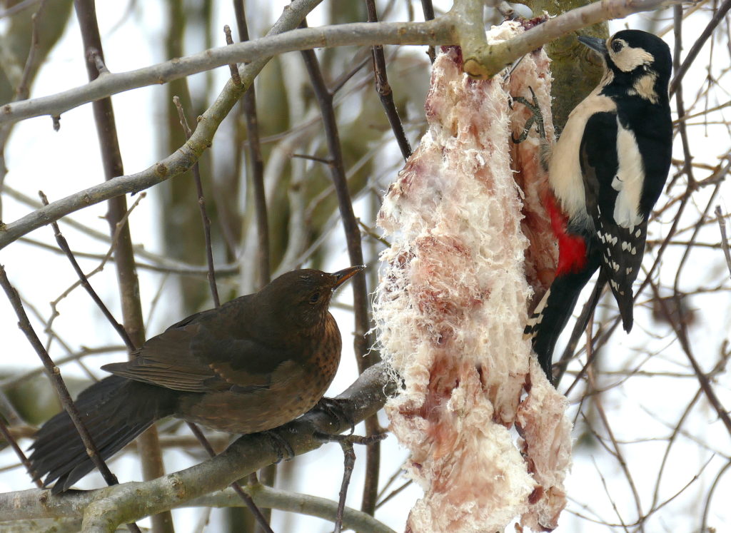 Vogelschutz Burgenland