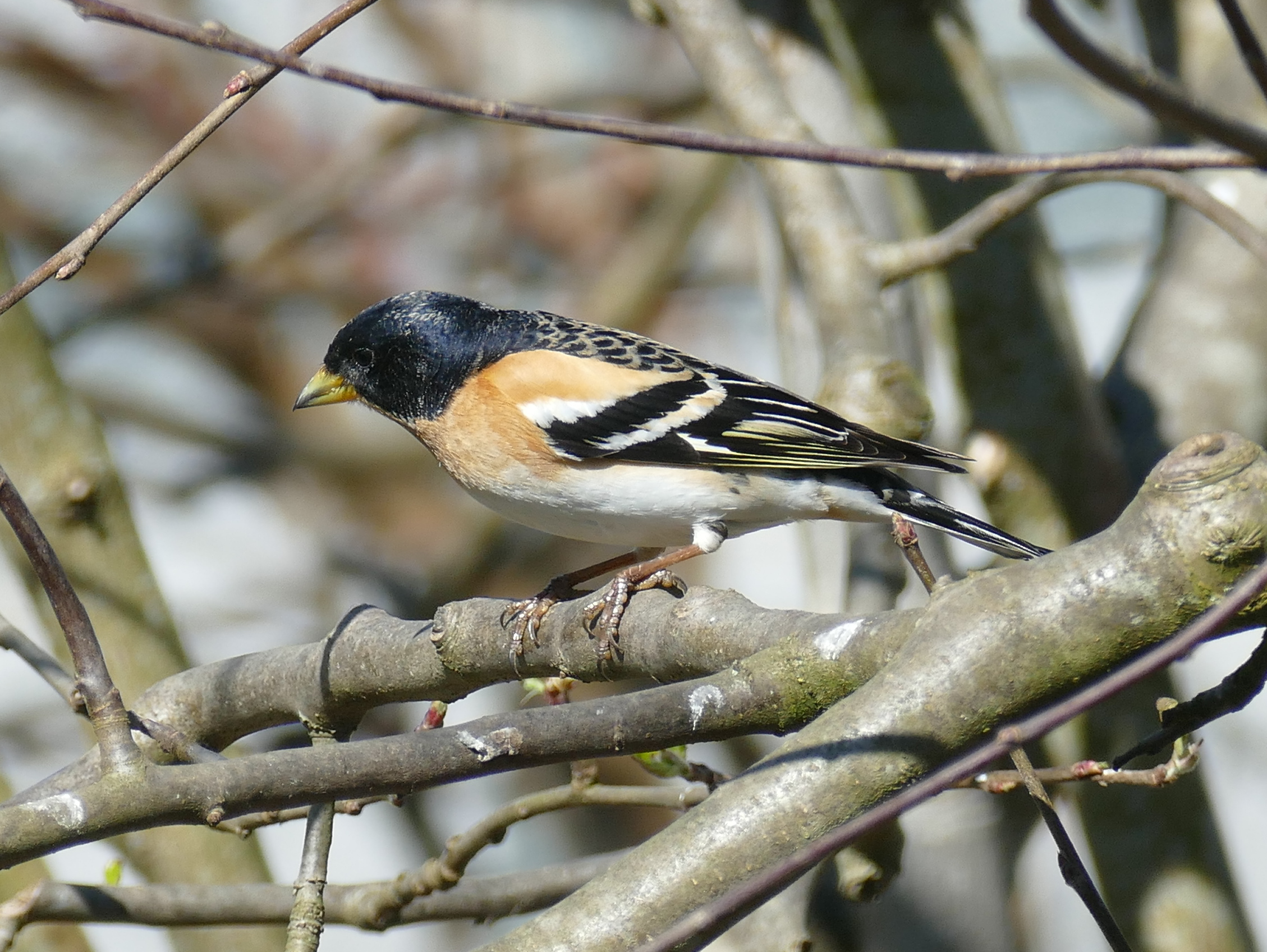 Vogelschutz Burgenland