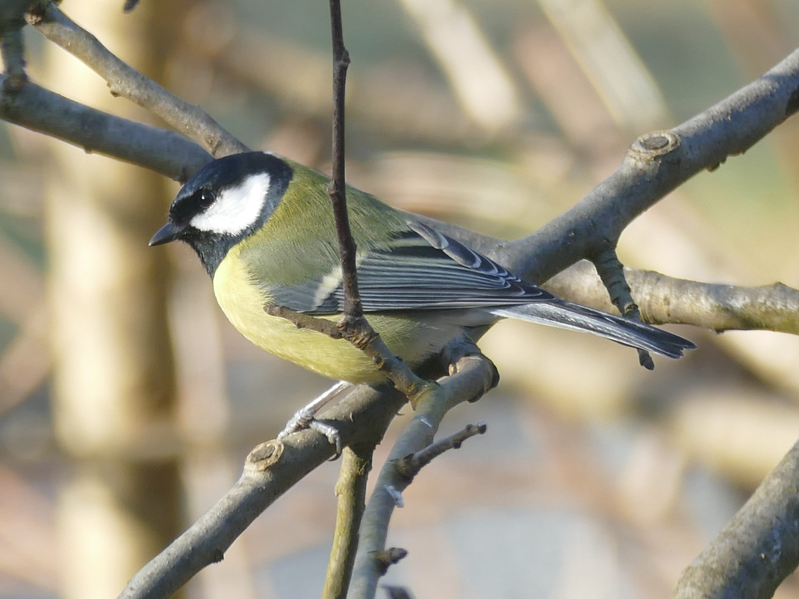 Vogelschutz Burgenland