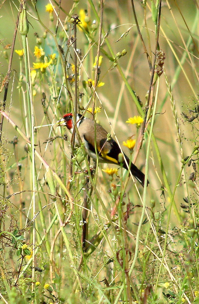 Vogelschutz Burgenland Biodiversität