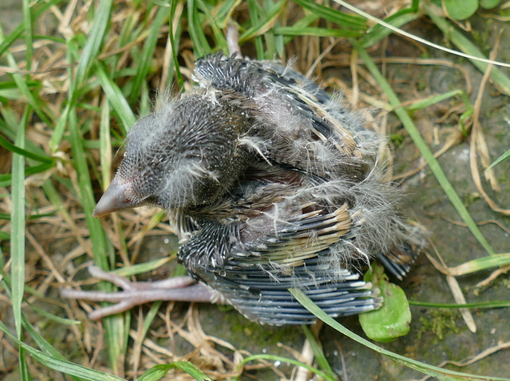 Vogelschutz Burgenland Biodiversität