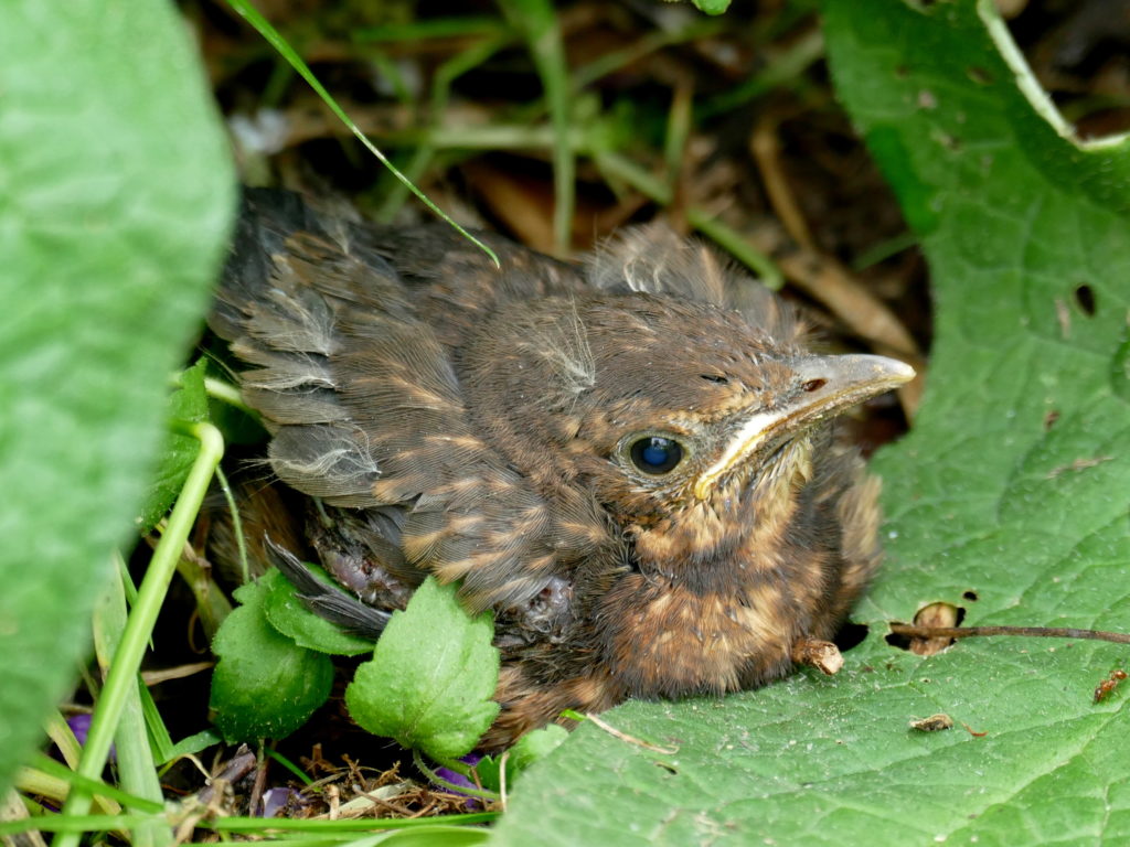 Vogelschutz Burgenland Biodiversität