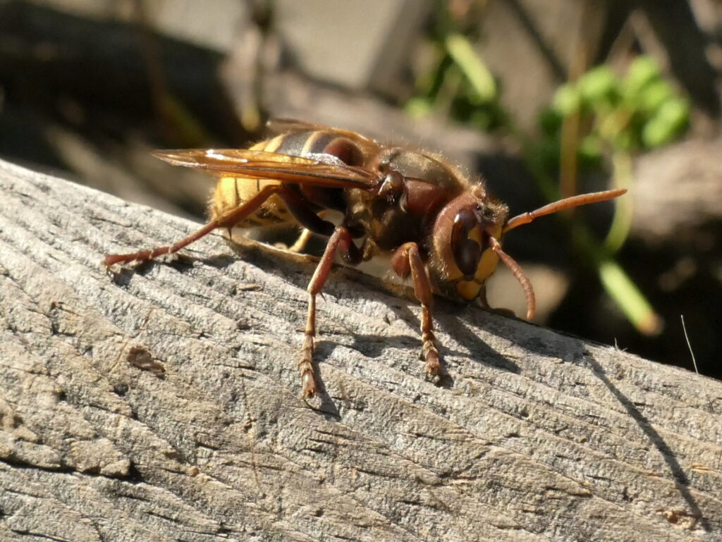 Hornisse Insektenschutz