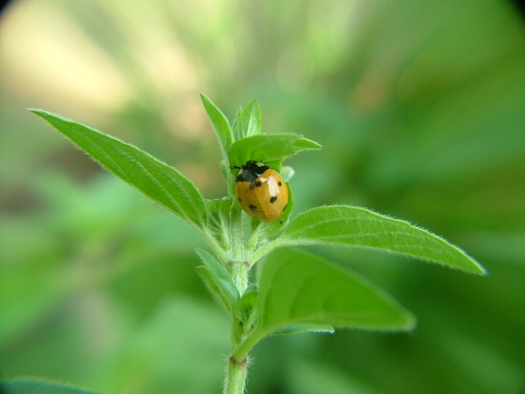 asiatische Marienkäfer Neobiota