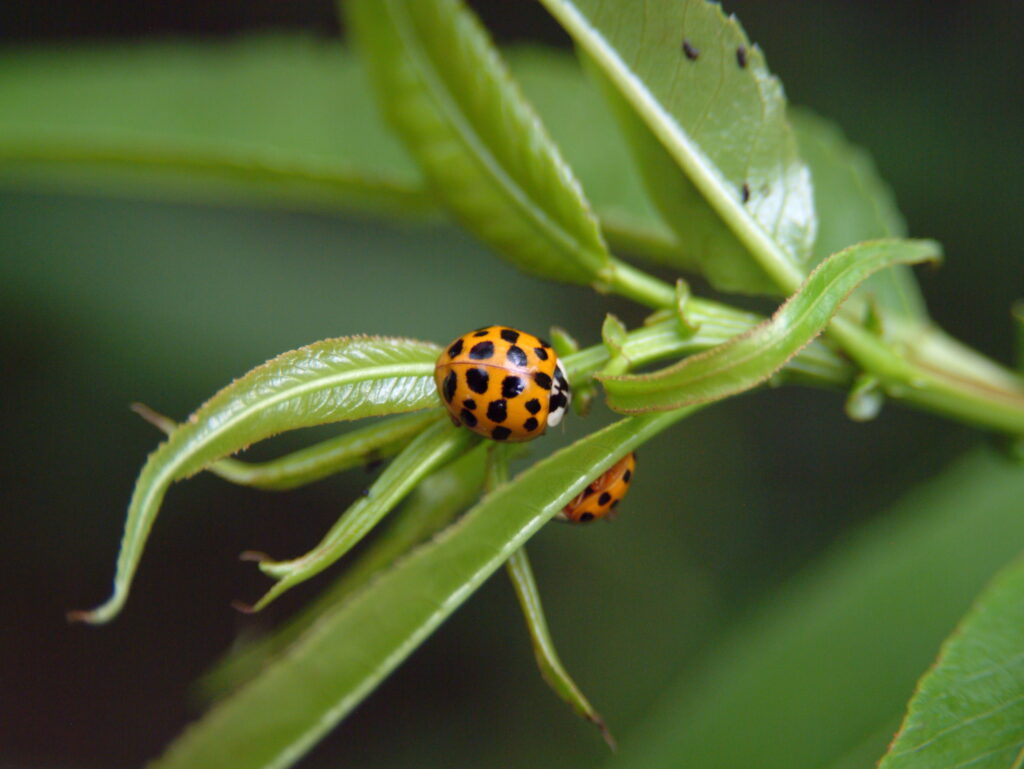 asiatische Marienkäfer Neobiota