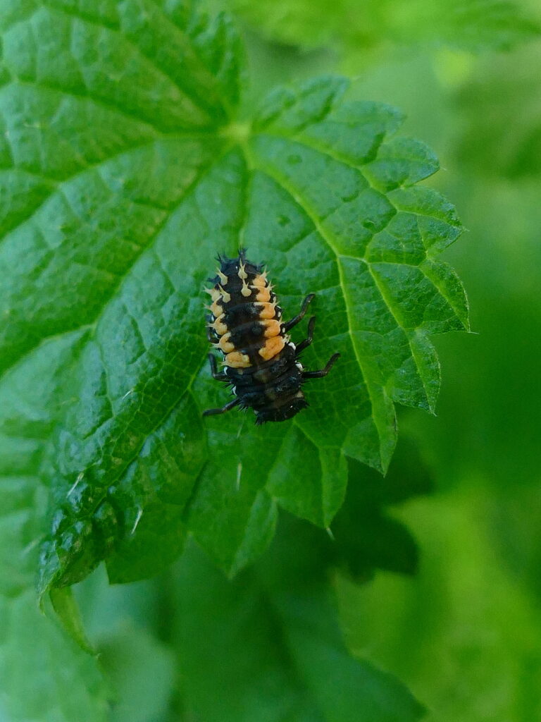 asiatische Marienkäfer Neobiota