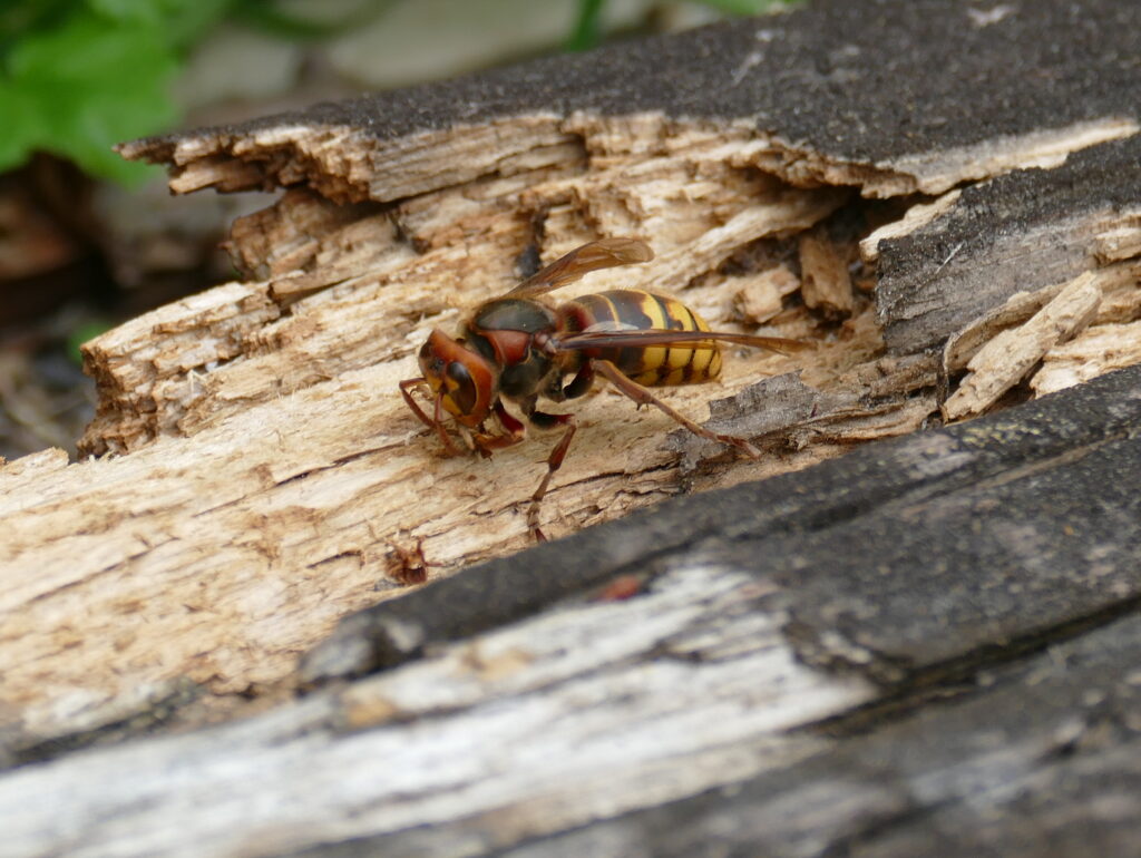 Hornisse Insektenschutz