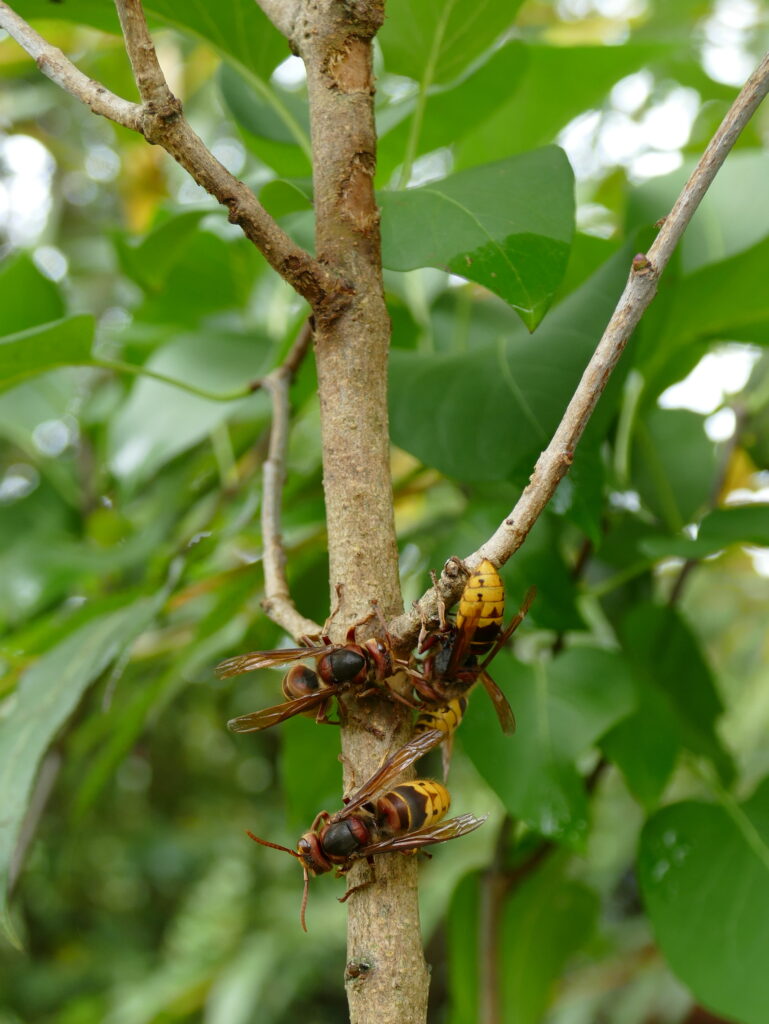 Hornisse Insektenschutz