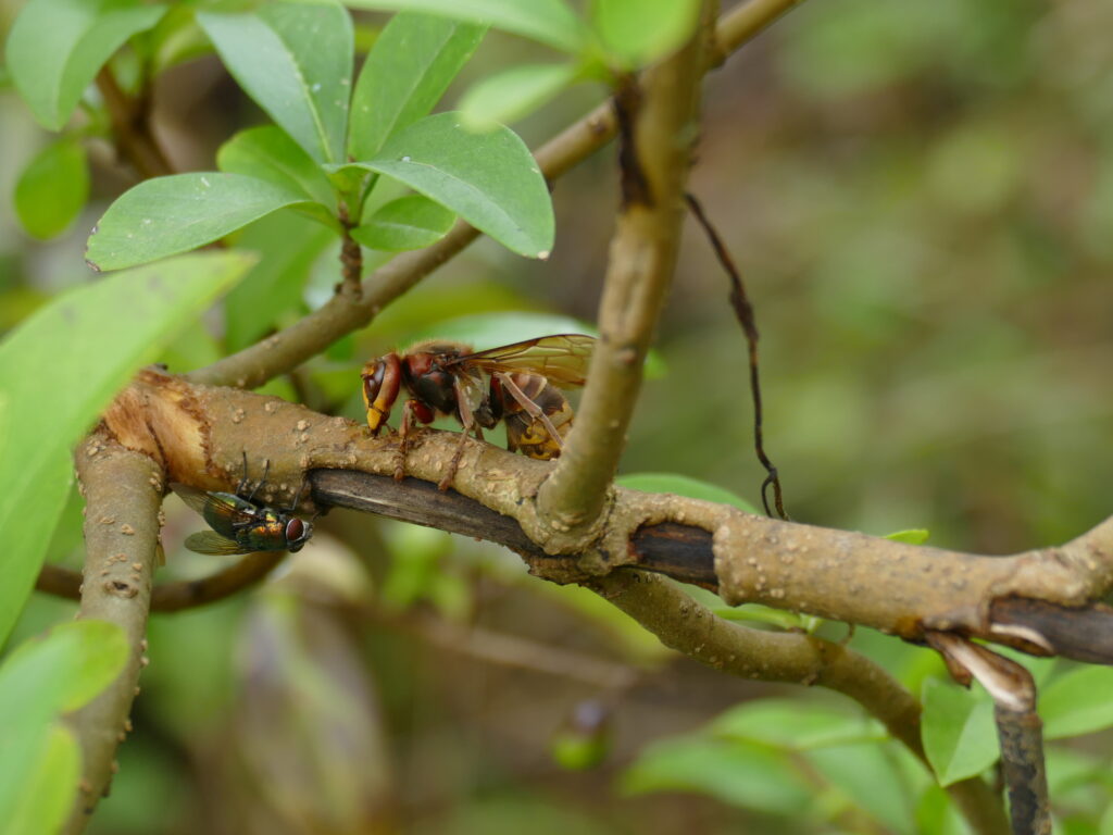 Hornisse Insektenschutz