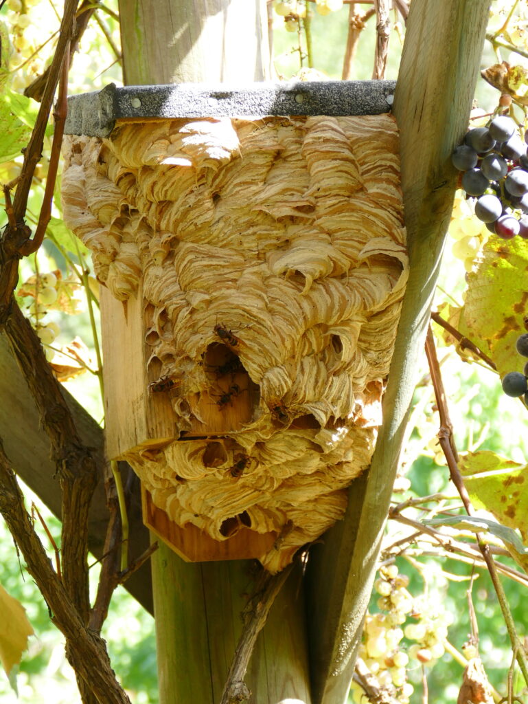 Hornisse Insektenschutz