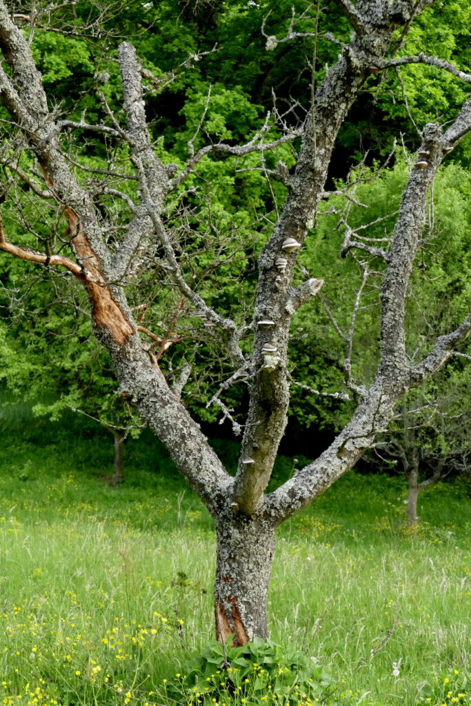 Insektenschutz Wildbienen