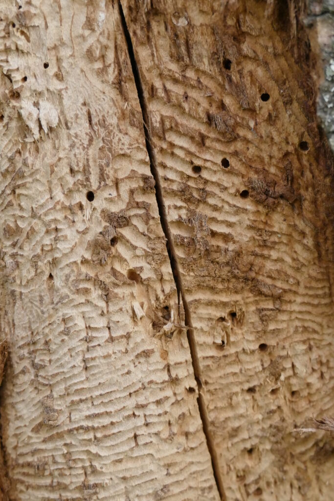 Insektenschutz Wildbienen