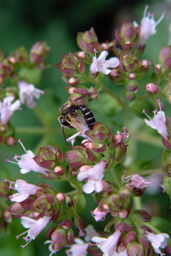 Insektenschutz Wildbienen