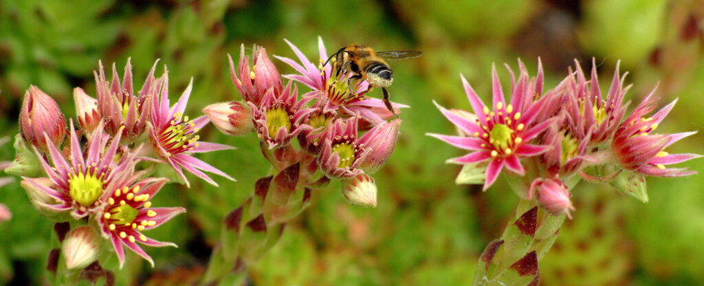 Insektenschutz Wildbienen