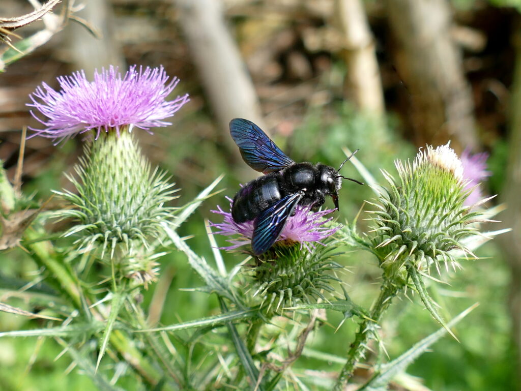 Insektenschutz Wildbienen