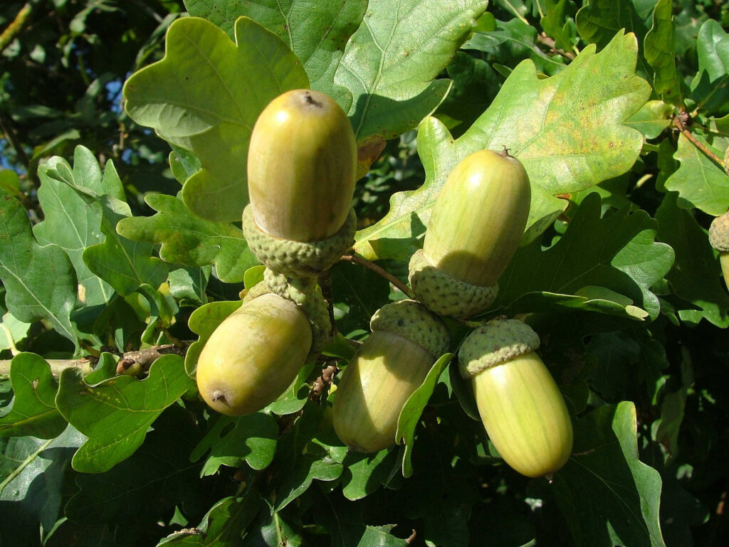 Vogelschutz Burgenland