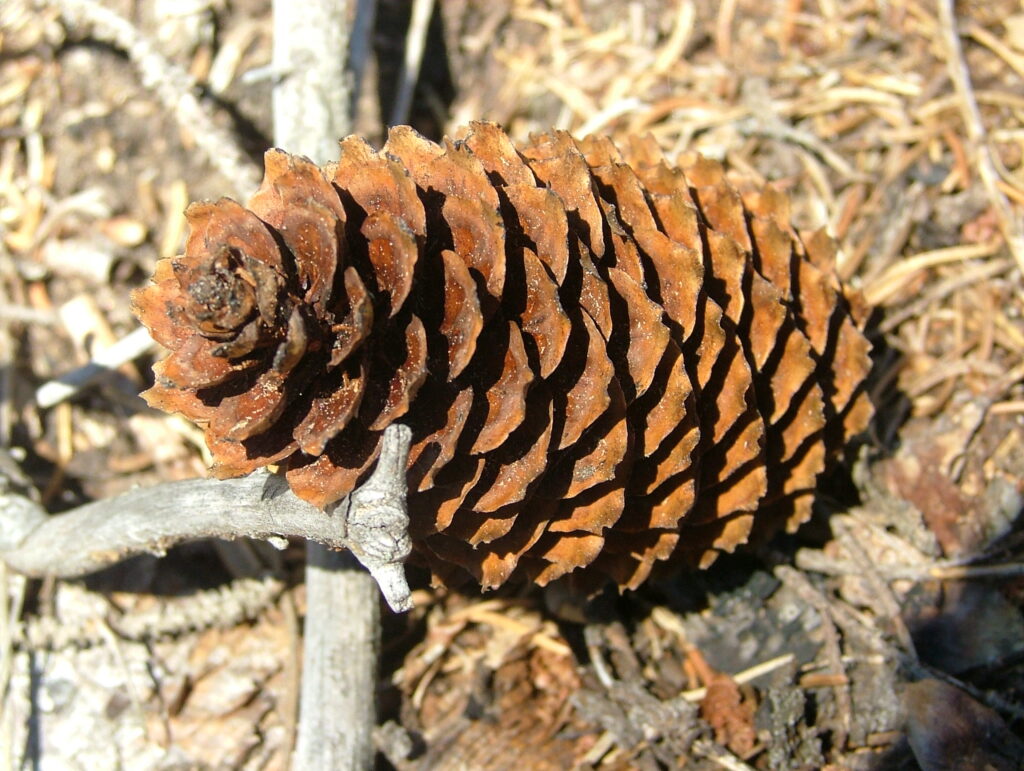 Vogelschutz Burgenland