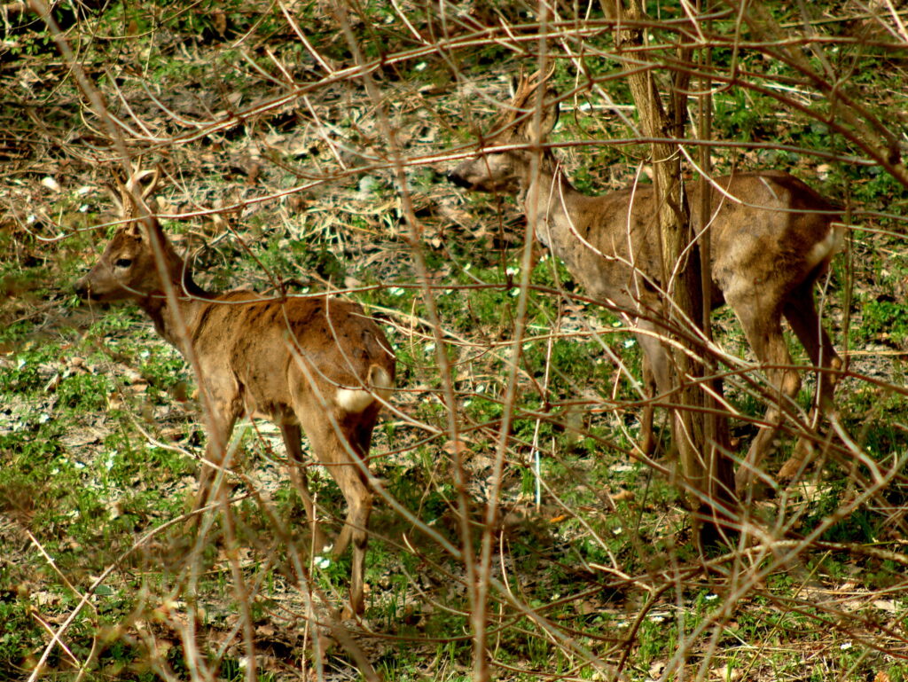 Vogelschutz Burgenland