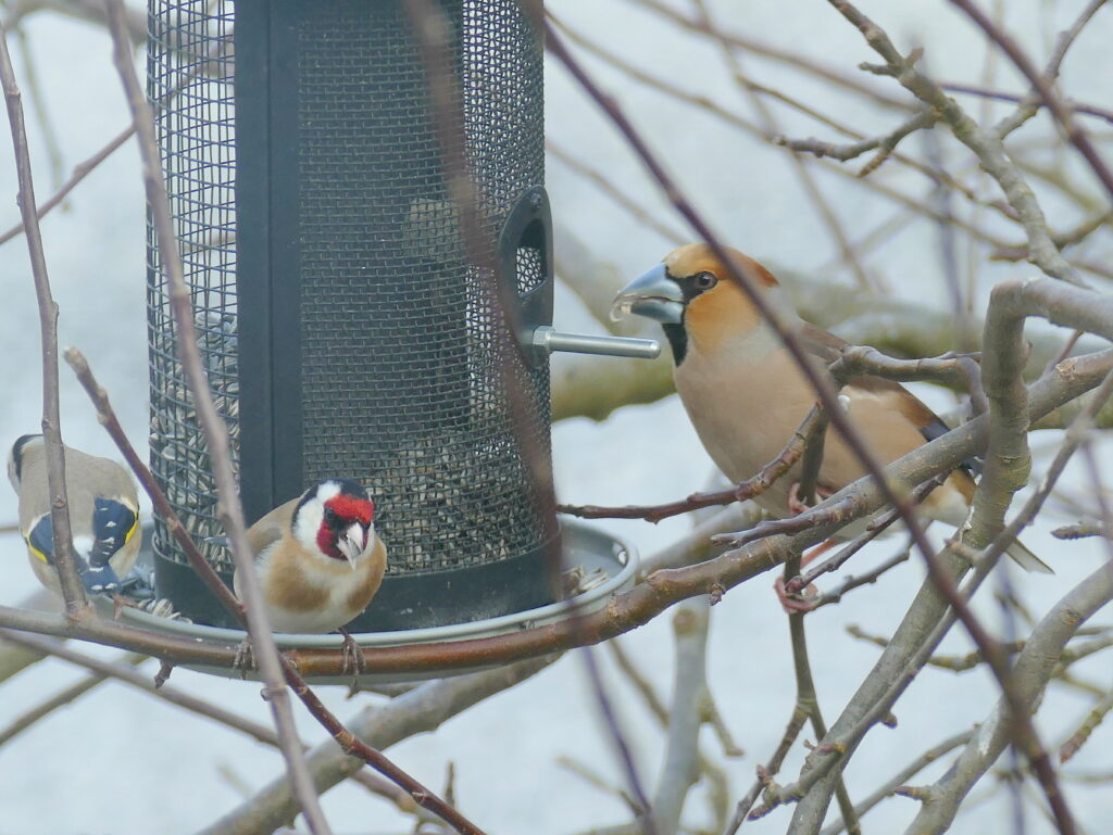 Vogelschutz Burgenland