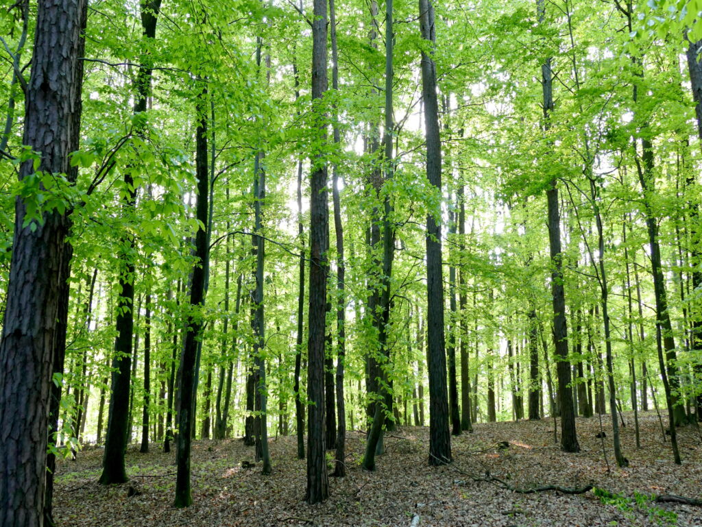 Wald Energiequelle Wirtschaftsfaktor
