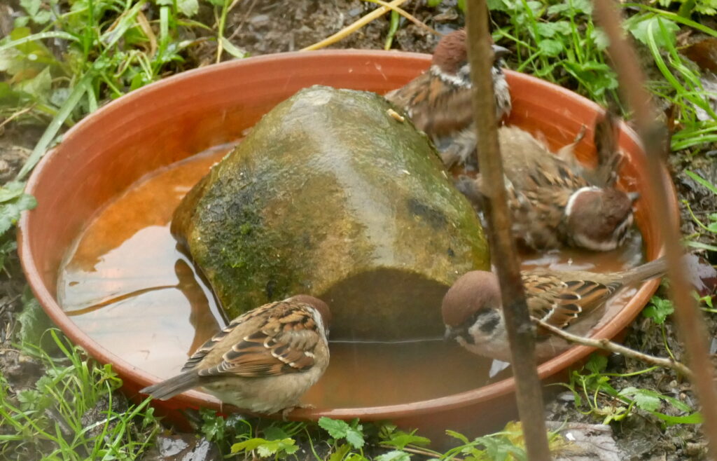 Vogelschutz Burgenland