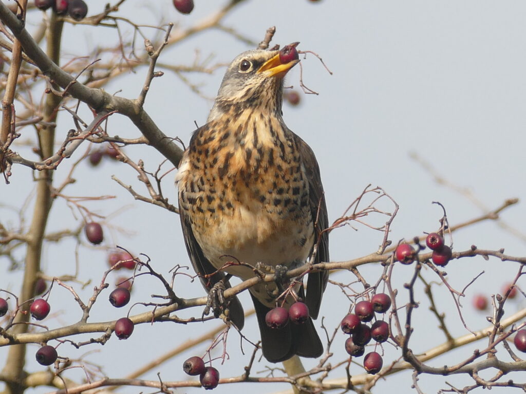 Vogelschutz Burgenland