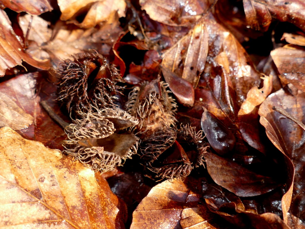 Vogelschutz Burgenland